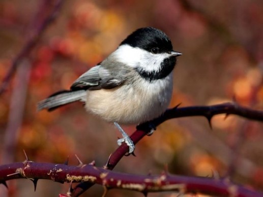 Chickadee