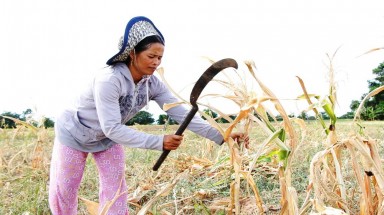  Ninh Thuận chuyển đổi gần 1.200 ha cây trồng trên vùng đất khô hạn