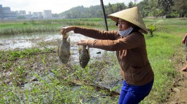  Quảng Ngãi: Đơn vị xả thải nhận sai