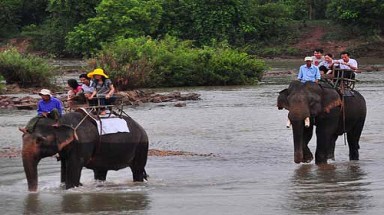 Bảo tồn voi: ì ạch