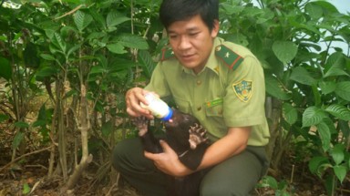  Cứu hai gấu ngựa ba tháng tuổi