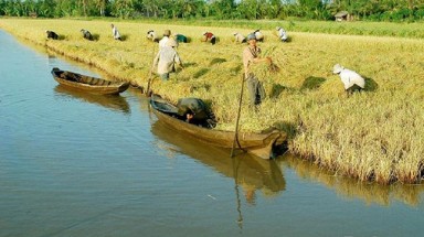   Sản xuất lúa thích ứng biến đổi khí hậu 