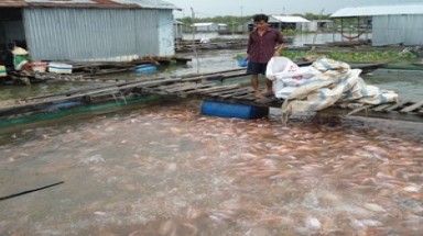  Đồng Tháp: Giá cá điêu hồng giảm mạnh vì tin đồn của buôn lái.