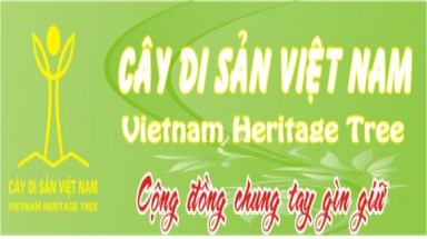   VACNE mời dự Lễ công nhận Cây di sản tại Hà Nội