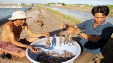   Tôm chết trên địa bàn tỉnh Nghệ An là do hội chứng hoại tử gan 