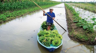  Người dân U Minh Hạ: Sống được khi không bám vào cây tràm 