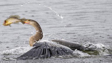  Chim Anhinga săn mồi