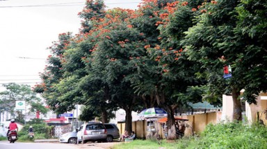 Loài hoa cực nguy hiểm trồng tràn lan ở Việt Nam 