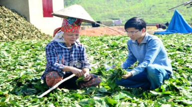    Quảng Ninh: Ồ ạt chặt cây Chu-Ka lấy lá bán cho Trung Quốc