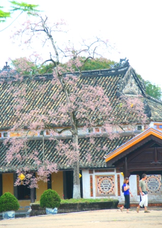 Ở sân sau điện Cần Chánh