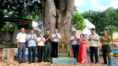  Công nhận cây Muỗm tại huyện Như Xuân (Thanh Hóa) là Cây Di sản Việt Nam